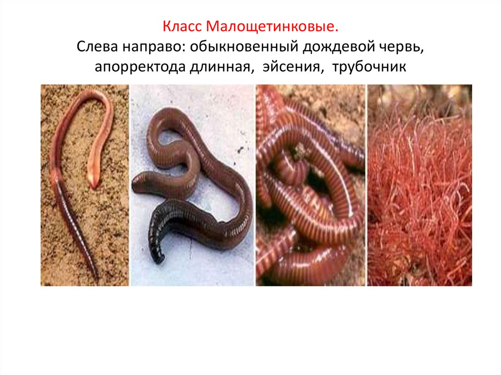 Кольчатые черви примеры животных названия. Малощетинковые дождевой червь. Кольчатые черви олигохеты. Трубочник кольчатый червь. Малощетинковые кольчатые черви.