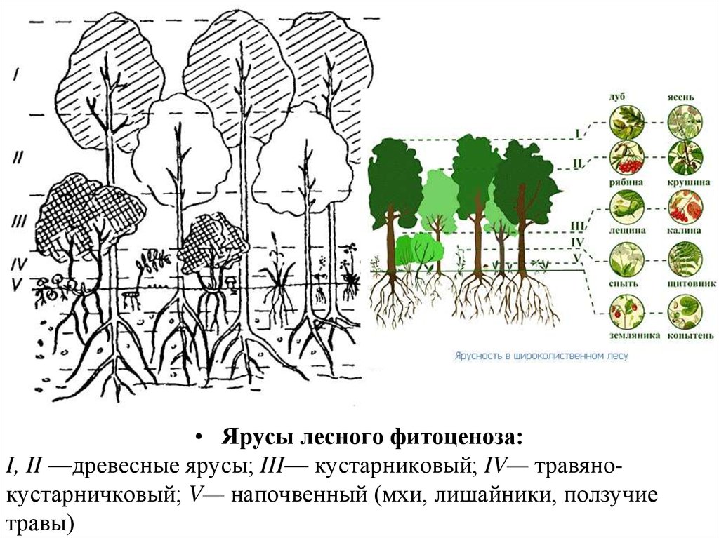 Основные ярусы составляющие вертикальную структуру. Ярусность растений леса. Ярусность леса фитоценоз. Ярусность лесного биоценоза. Ярусность фитоценоза.