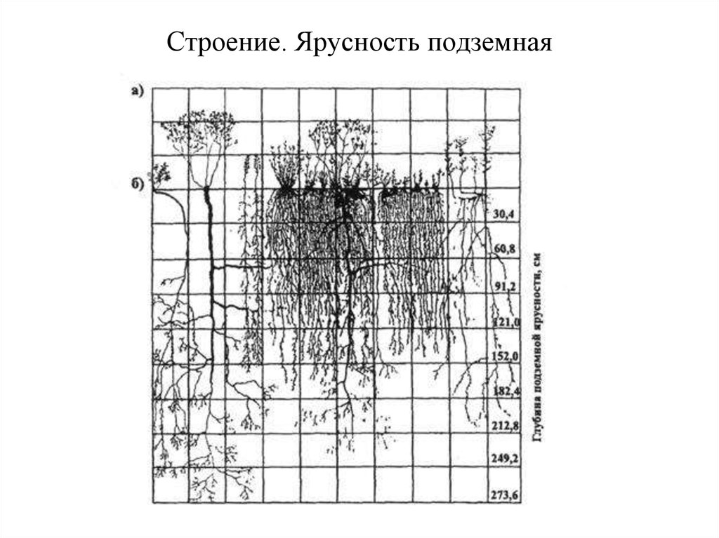 Ярусность надземная и подземная схема