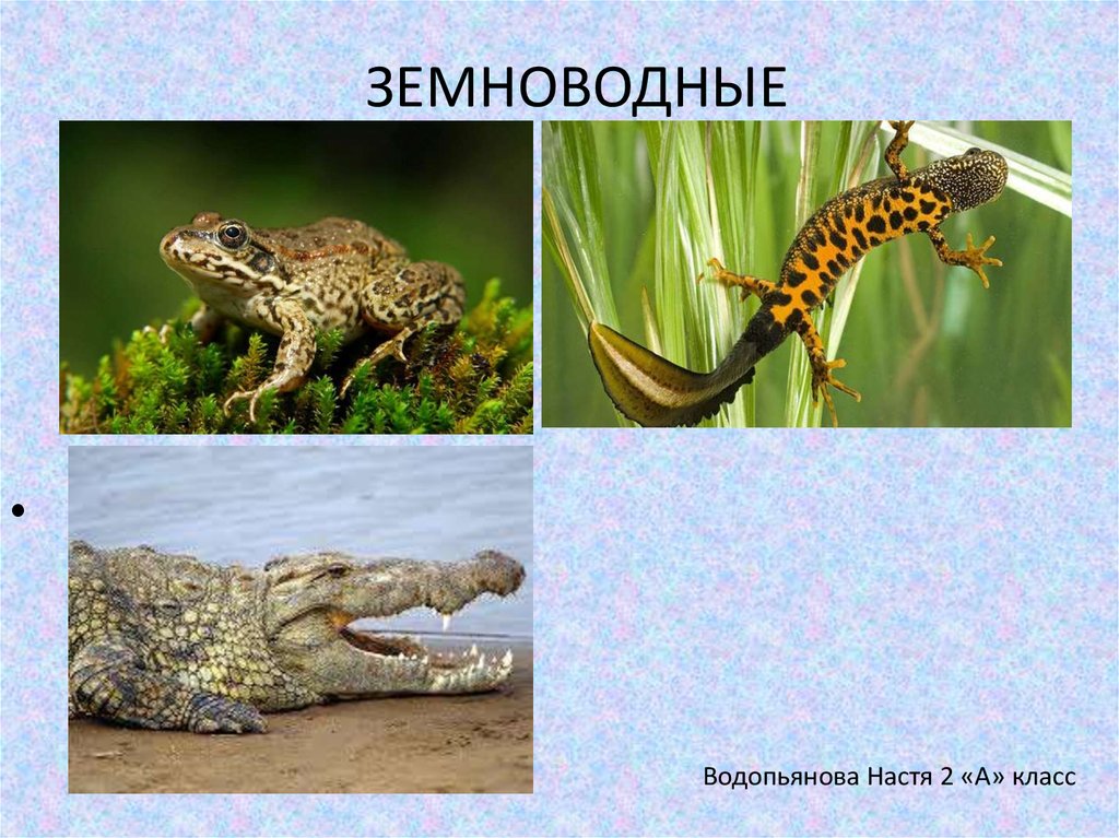 Тип земноводные