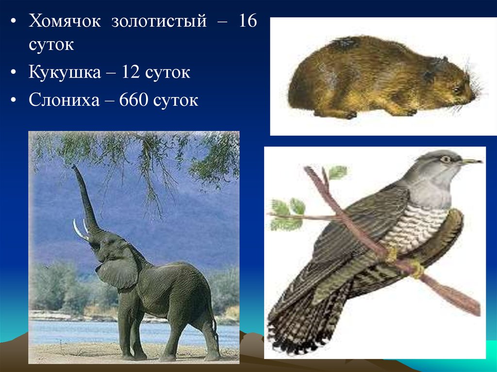 Продолжительность жизни животных 1 класс окружающий мир. Периодизация жизни животных. Продолжительность жизни животных 7 класс презентация.