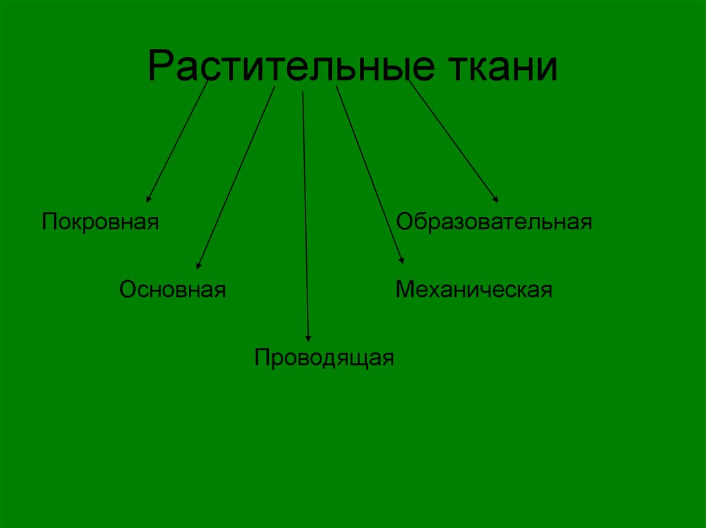 Ткани организмов растений