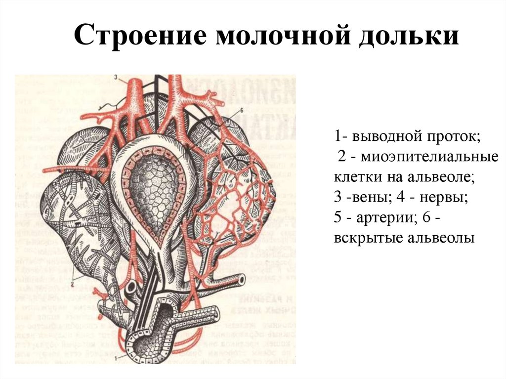 Молочные дольки. Строение молочной альвеолы. Строение молочной дольки. Схема строения молочной альвеолы.