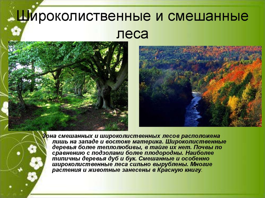 Какие леса в евразии. Смешанные и широколиственные леса Евразии. Природная зона смешанных и широколиственных лесов. Зона широколиственных лесов Евразия. Природные зоны Евразии смешанные леса.