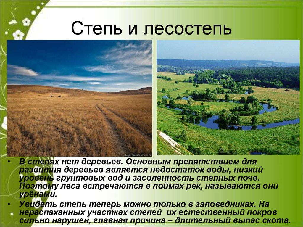 Лесостепи и степи отличаются богатством биологических ресурсов. Зоны лесостепей и степей. Природные условия лесостепи. Степи и лесостепи России. Природные условия лесостепи и степи.