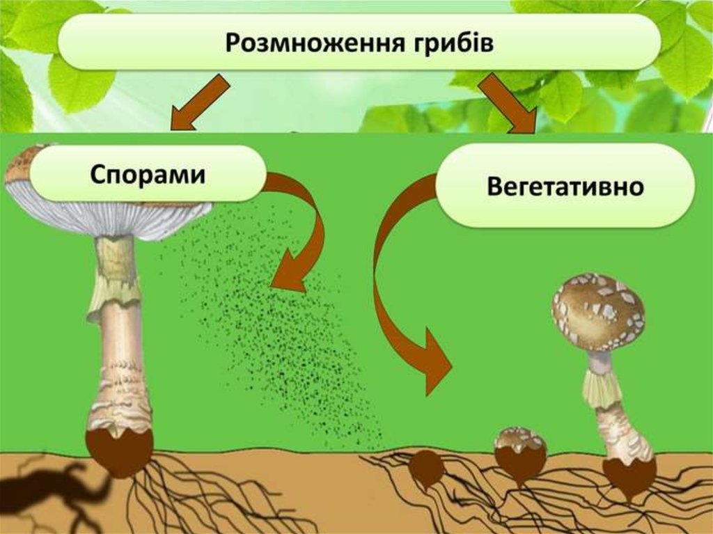 Что значит споры грибов. Вегетативное размножение шляпочных грибов. Вегетативное размножение грибов схема. Размножение грибов спорами. Размножение спорами и вегетативно у грибов.