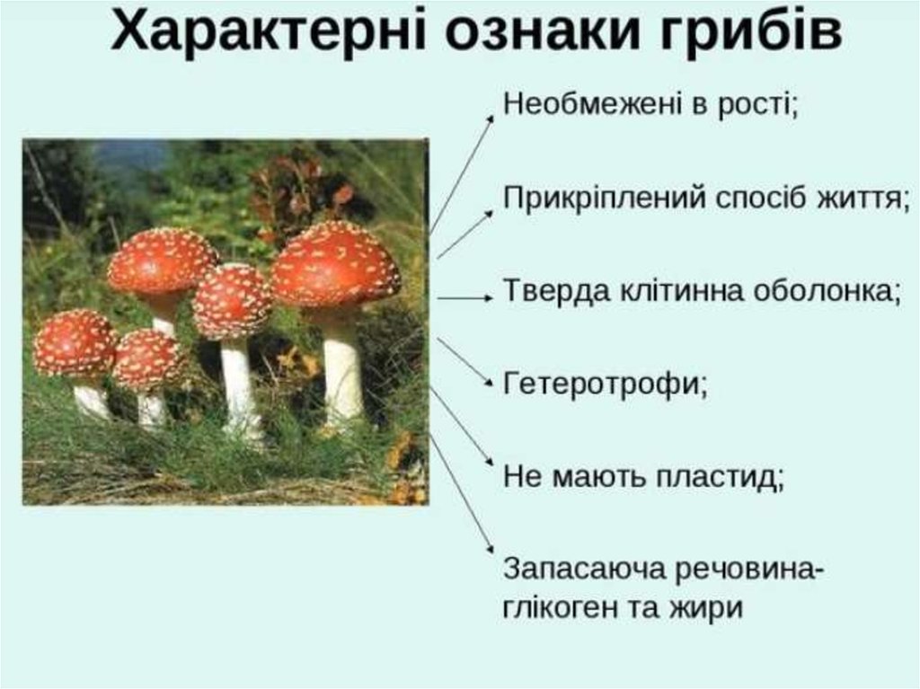Дайте характеристику царства грибы. Ознаки грибів. Характерні ознаки тексту. Характеристика на царство грибов в виде треугольника. Які ознаки притаманні представникам царства гриби ? Брайля.