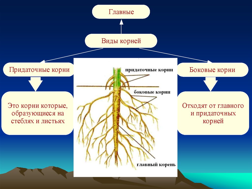 Развитие корневой системы томата. Корень строение и функции. Корень функции корня. Главные функции корня.