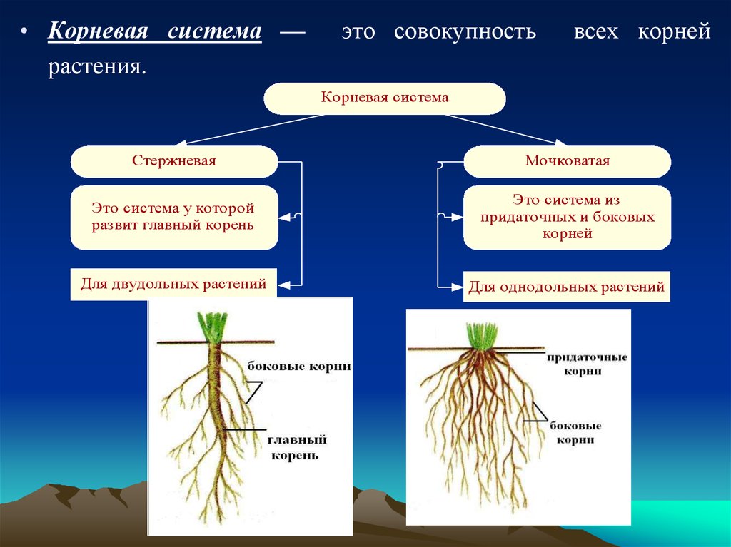 Характеристика стержневой корневой. Стержневые и мочковатые корневые системы биология 6 класс. Мочковатая корневая система это в биологии 6 класс. Стержневая и мочковатая корневая система.