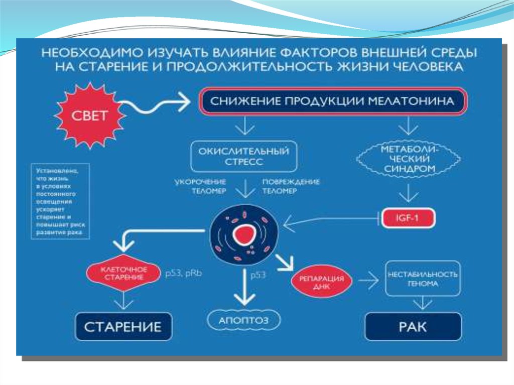 Изучая факторы воздействия хозяйственной деятельности человека. Факторы влияющие на мелатонин. Необходимо изучать влияние факторов среды на старение. Понижают продукцию мелатонина. Влияние на человека физических факторов и химических.