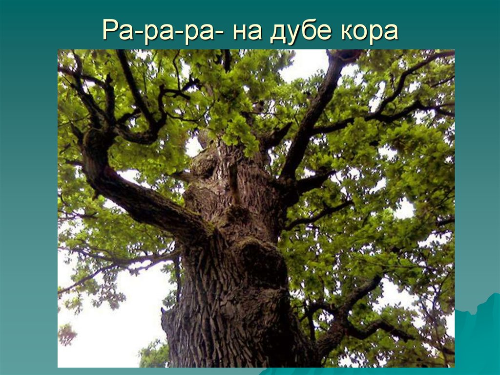 Коренастый дуб раскинул большим. Дуб черешчатый ствол. Дуб монгольский черешчатый. Иберийский дуб.