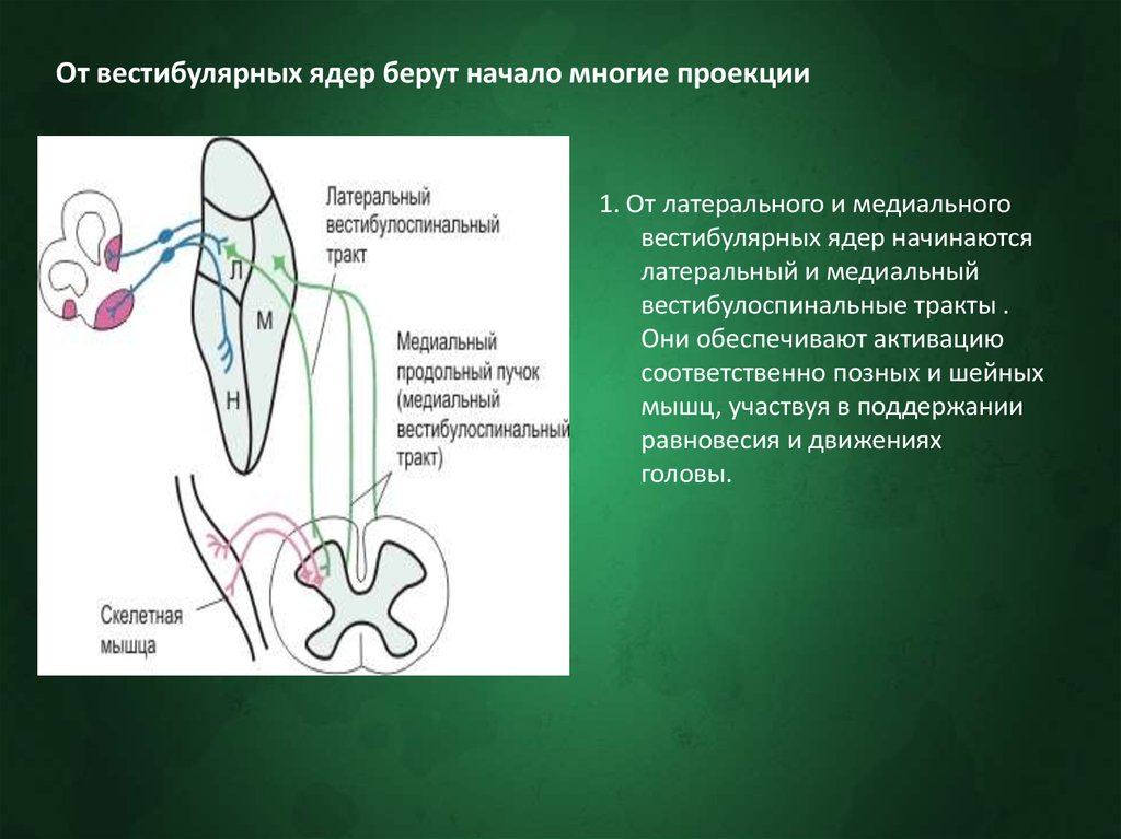 Вестибулярные нарушения. Вестибулярное ядро Дейтерса. Латеральное вестибулярное ядро Дейтерса. Вестибуло-спинальный тракт. Проекции вестибулярных ядер.