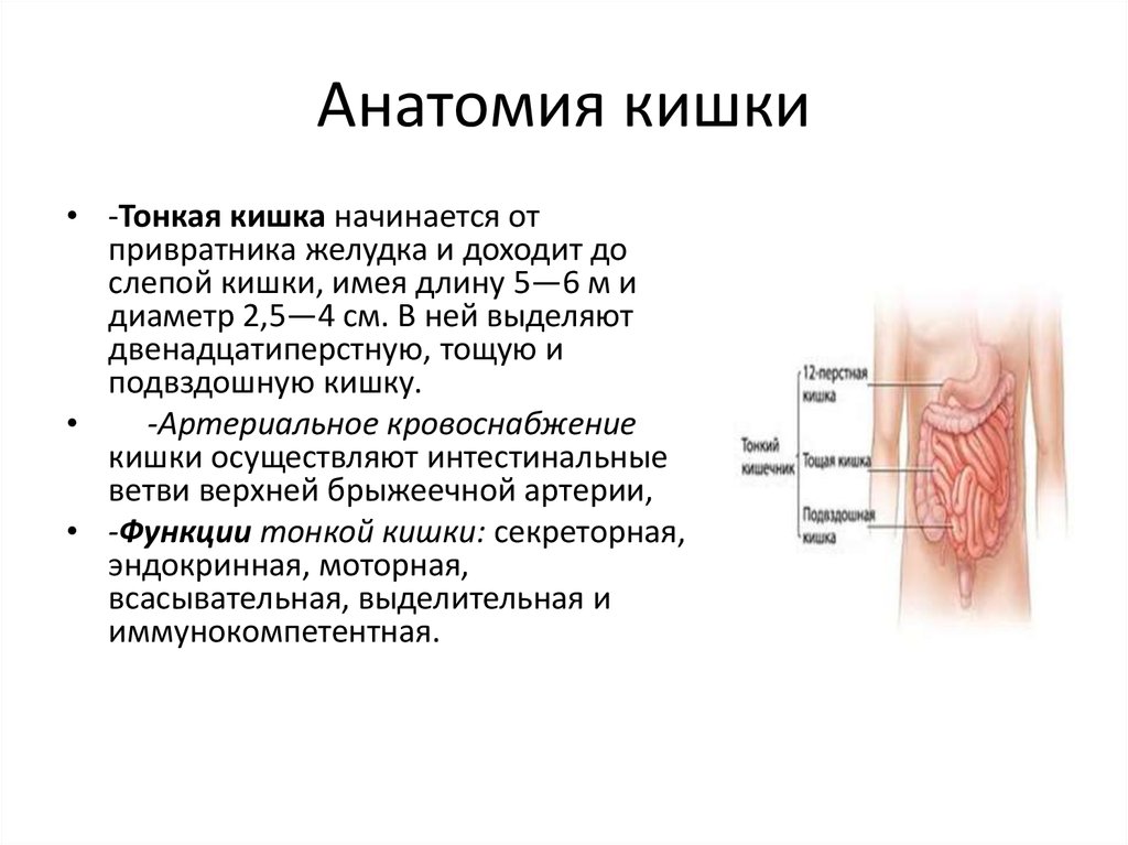 Анатомия кишки