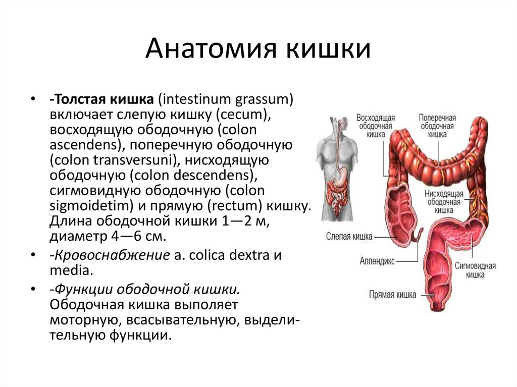 Анатомия кишки