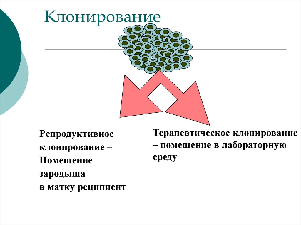 Клонирование терапевтическое схема