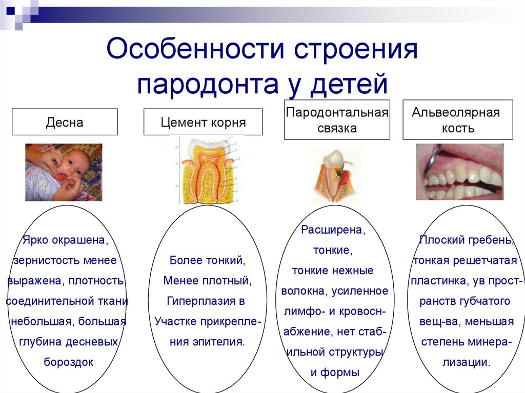 Альвеолярная десна. Анатомия и функция тканей пародонта. Классификация болезней пародонта у детей. Особенности строения тканей пародонта у детей. Возрастные особенности строения десны.