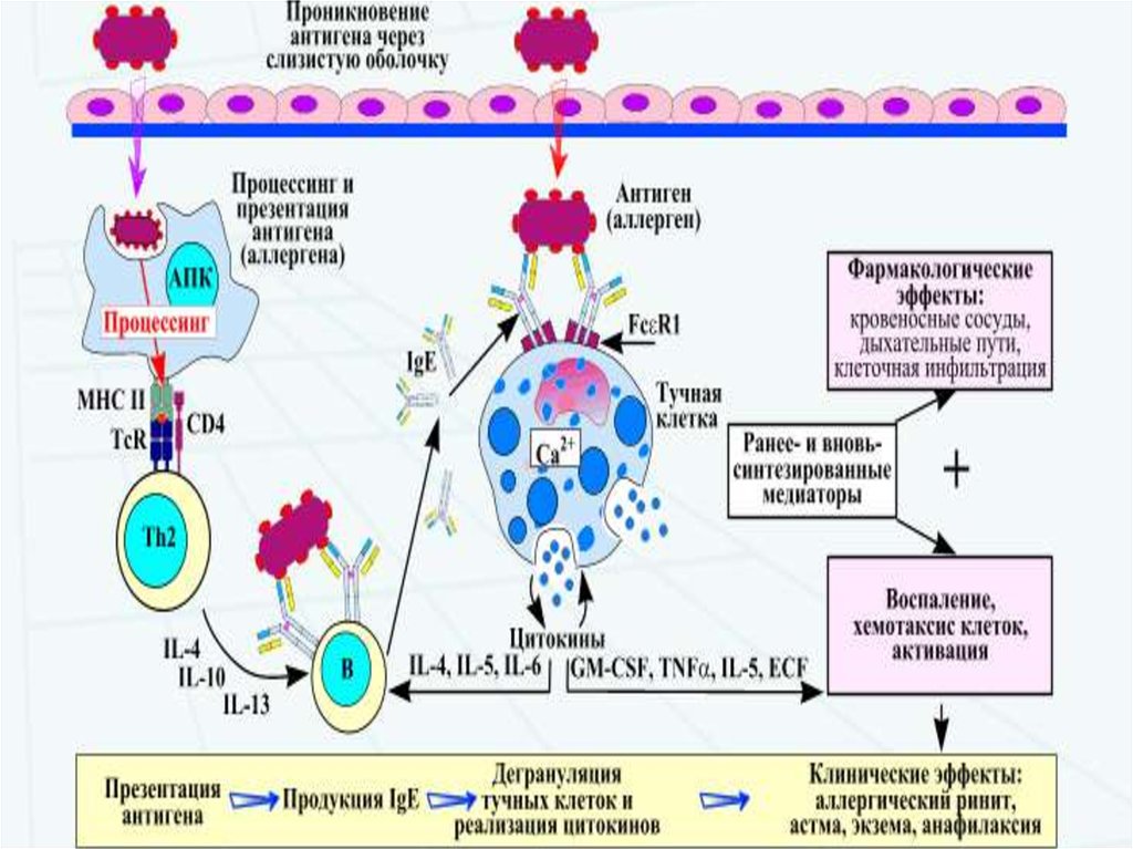 Ведущий механизм развития анафилактического шока. Схема развития анафилактического шока. Анафилактическая реакция механизм развития. Патогенез анафилактического шока схема. Механизм развития анафилактического шока.
