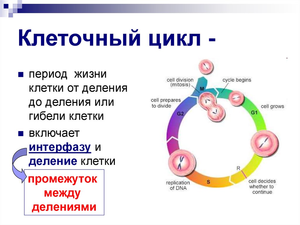 Life period. Схема стадий жизненного цикла клетки. Периоды жизненного цикла клетки. Фазы жизненного цикла клетки. Фазы жизненного цикла клетки кратко.