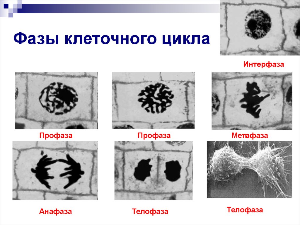 Стадии клетки. Клеточный цикл профаза метафаза. Фазы клеточного цикла профаза. Клеточный цикл профаза метафаза анафаза телофаза. Фазы клеточного цикла интерфаза профаза метафаза.