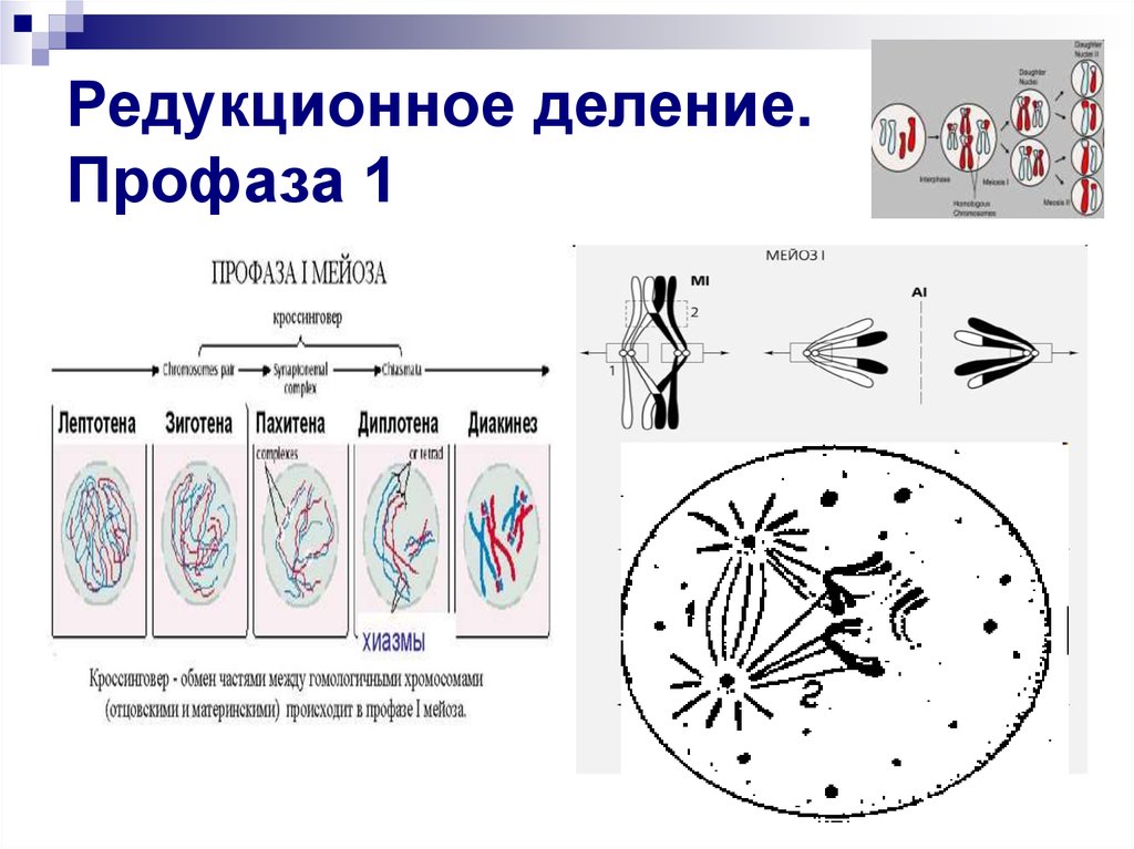 Профаза 1. Редукционное деление профаза 1. Диплотена профазы 1. Периоды профазы. Профаза схема.