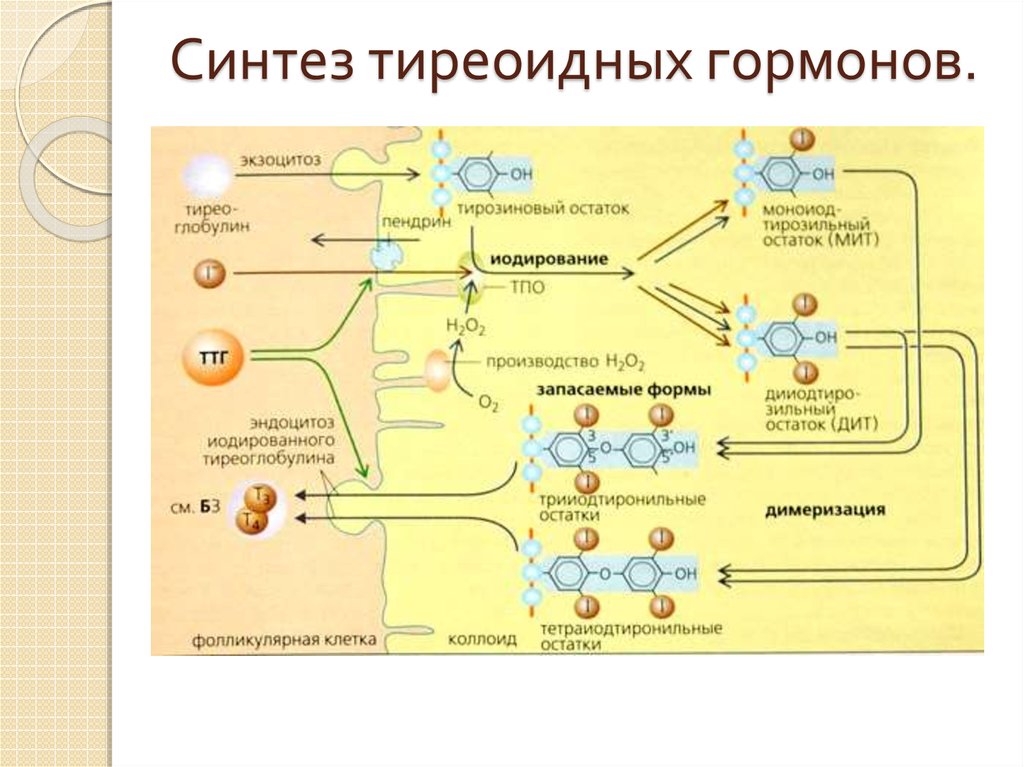 7 синтез. Схема образования тиреоидных гормонов. Биосинтез тиреоидных гормонов схема. Синтез щитовидных гормонов схема. Синтез тиреоидных гормонов щитовидной железы этапы.