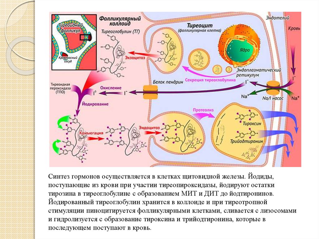 Схема синтеза тиреоидных гормонов