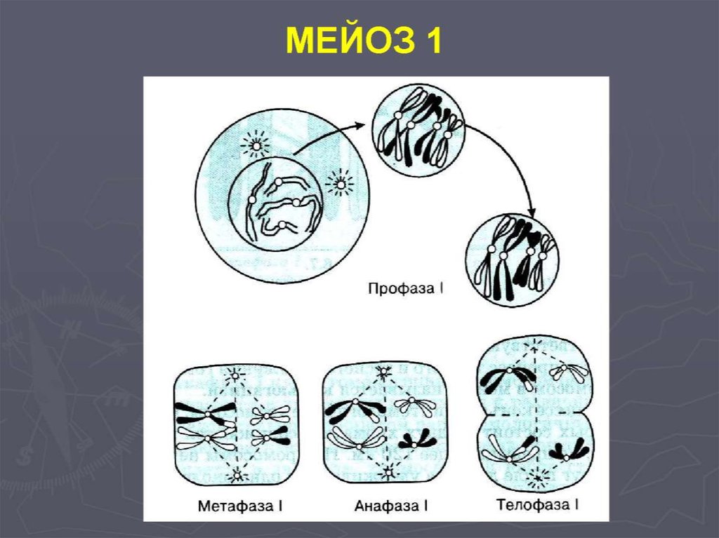 Профаза первого мейотического деления. Телофаза мейоза 2. Метафаза мейоза 2. Стадии профазы 1 мейоза. Мейоз 1 профаза 1 рисунок.