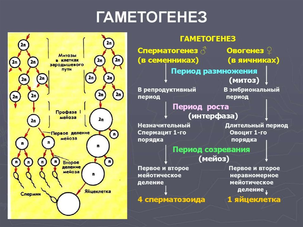 Какое количество хромосом в зиготе человека. Набор хромосом и ДНК В митозе и мейозе таблица. Гаметогенез мейоз 2. Гаметогенез после первого деления мейоза. Мейоз гаметогенез, эмбриогенез.