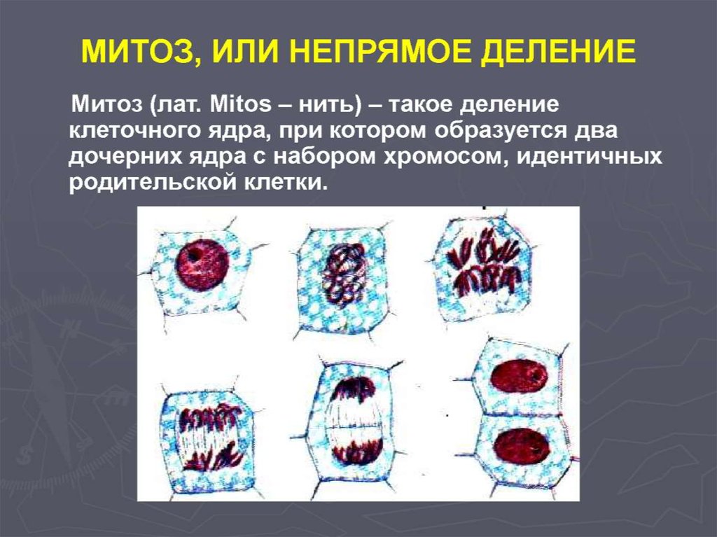 Схема митоза и мейоза с указанием количества днк и хромосом