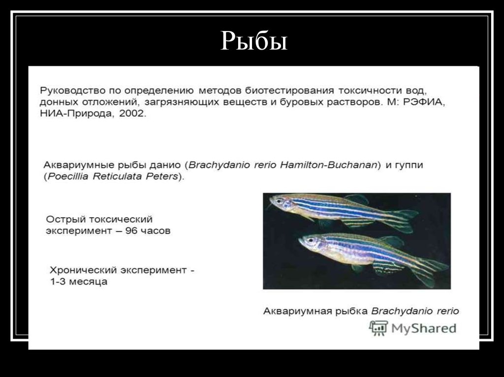 Рыбатекст. Биотестирование рыбы. Рыба текст. Методы биотестирования. Определение качества воды методом биотестирования.