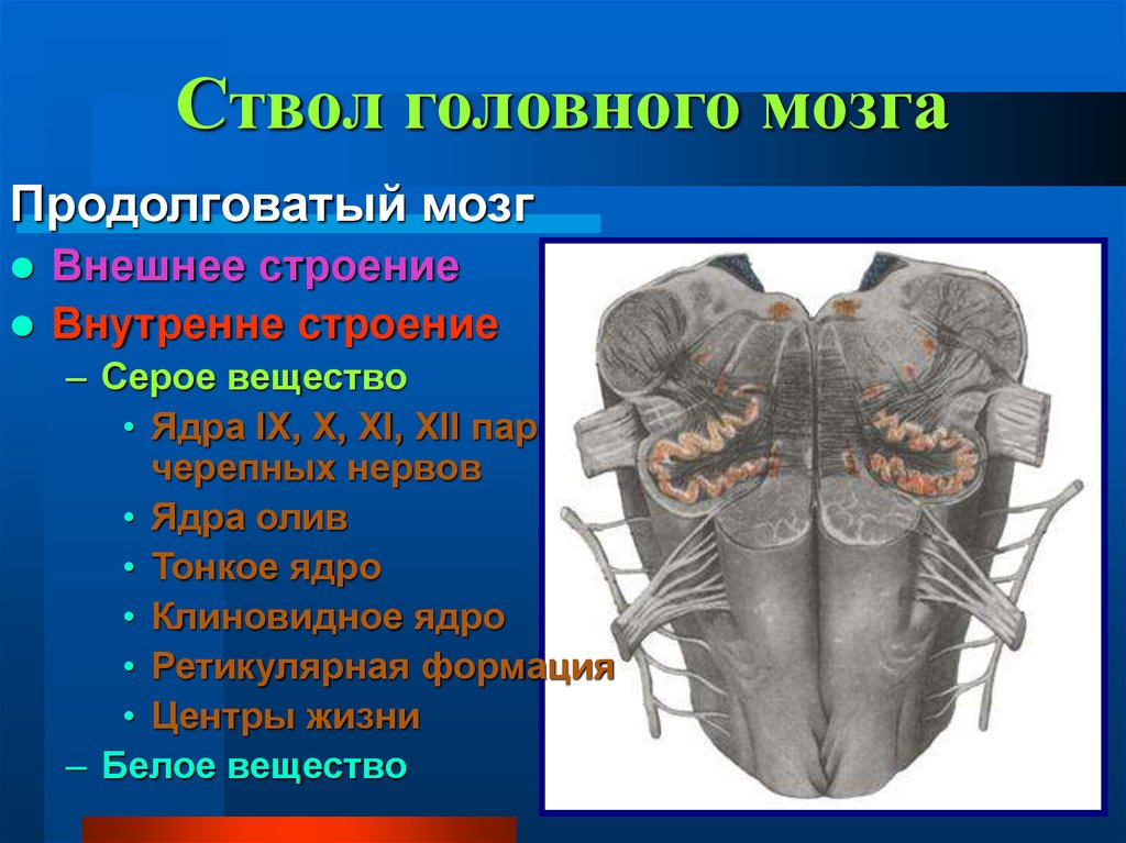 В ствол головного мозга входят отделы. Внутреннее строение ствола мозга. Отделы ствола головного мозга продолговатый. Головной мозг ствол мозга продолговатый мозг строение. Ствол головного мозга строение и функции анатомия.