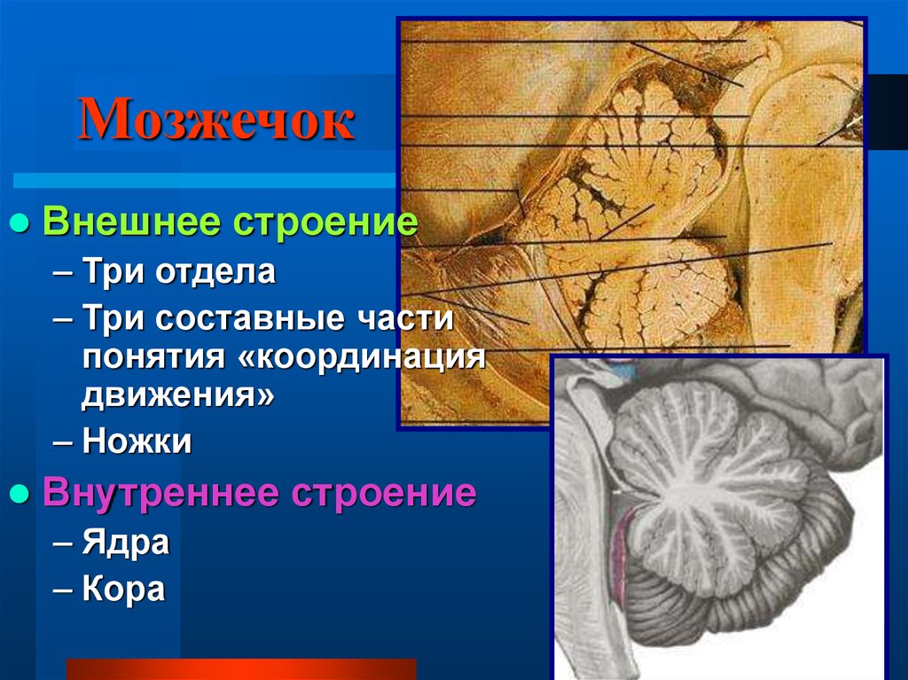 1 мозжечок. Древо жизни мозжечка. Оболочки мозжечка. Отделы мозжечка анатомия. Внешнее строение мозжечка.