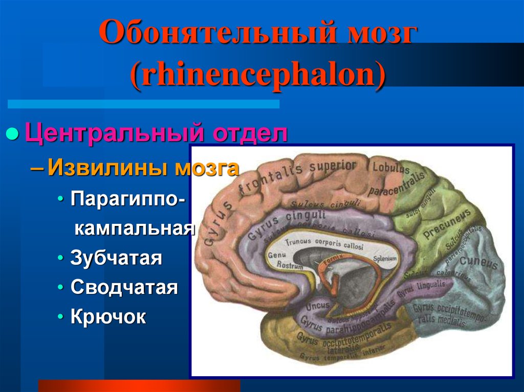 Отделы мозга обоняние. Обонятельный мозг анатомия. Периферический отдел обонятельного мозга. Сводчатая извилина головного мозга. Центральный отдел обонятельного мозга.