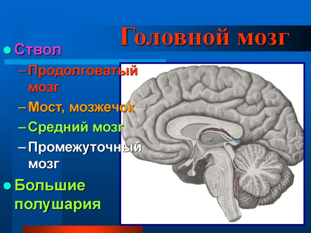 Промежуточный мозг млекопитающих. Средний и промежуточный мозг. Строение среднего мозга. Лучевая анатомия головного мозга презентация.