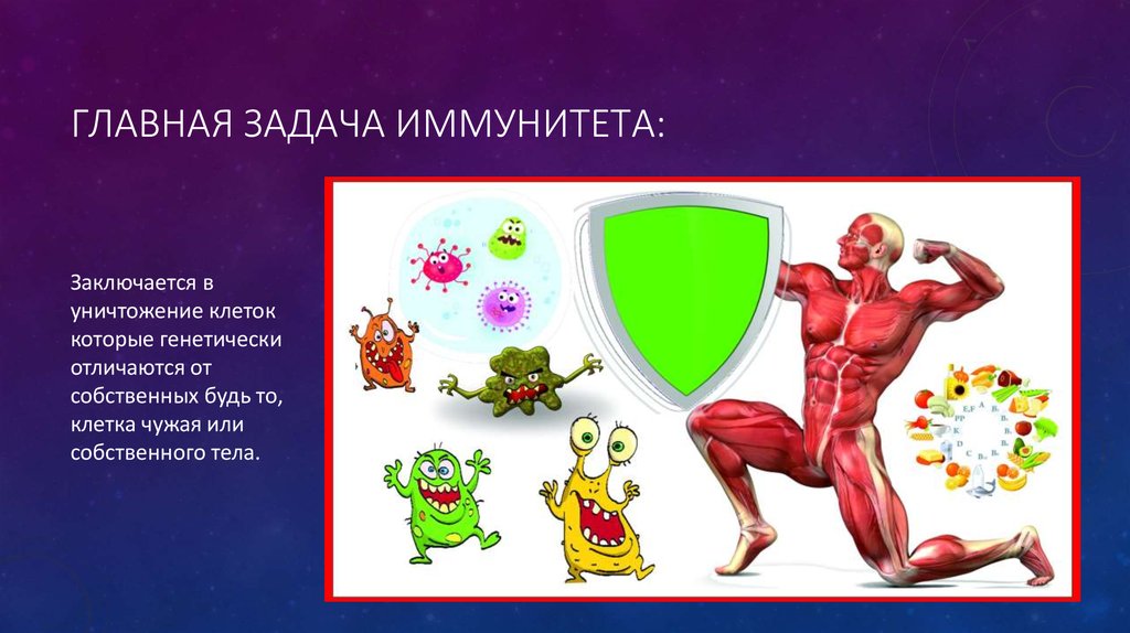 Иммунитет человека проект