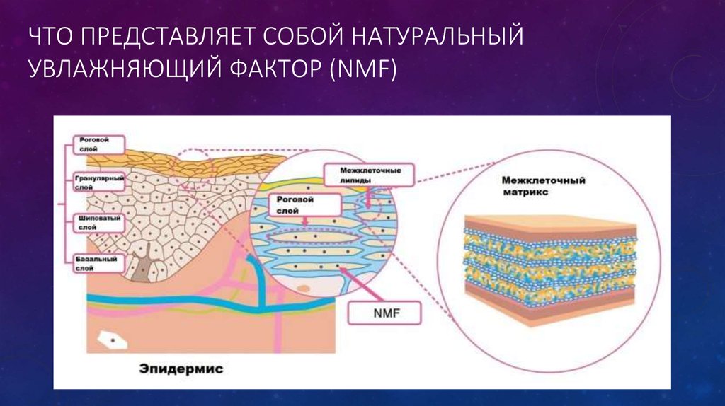 Распределите структурные компоненты кожи. Натуральный увлажняющий фактор эпидермиса NMF это. Гидролипидная мантия и эпидермальный барьер. Эпидермальный липидный барьер. Эпидермальный барьер кожи состав.