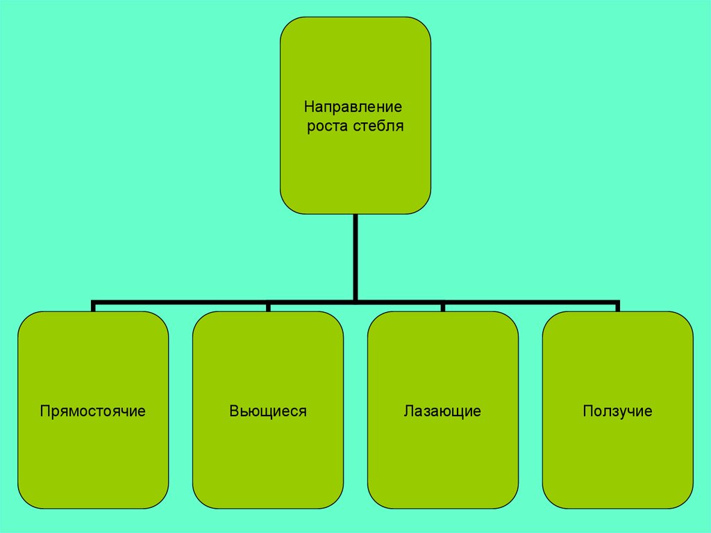 Рост направления. Направление роста стебля. По направлению роста стебель дуба. Направление роста стебля дуба. Классификация стебля дуба.