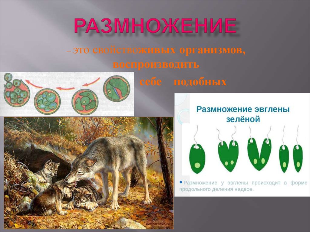 Жизнь на земле происходит благодаря размножению организмов