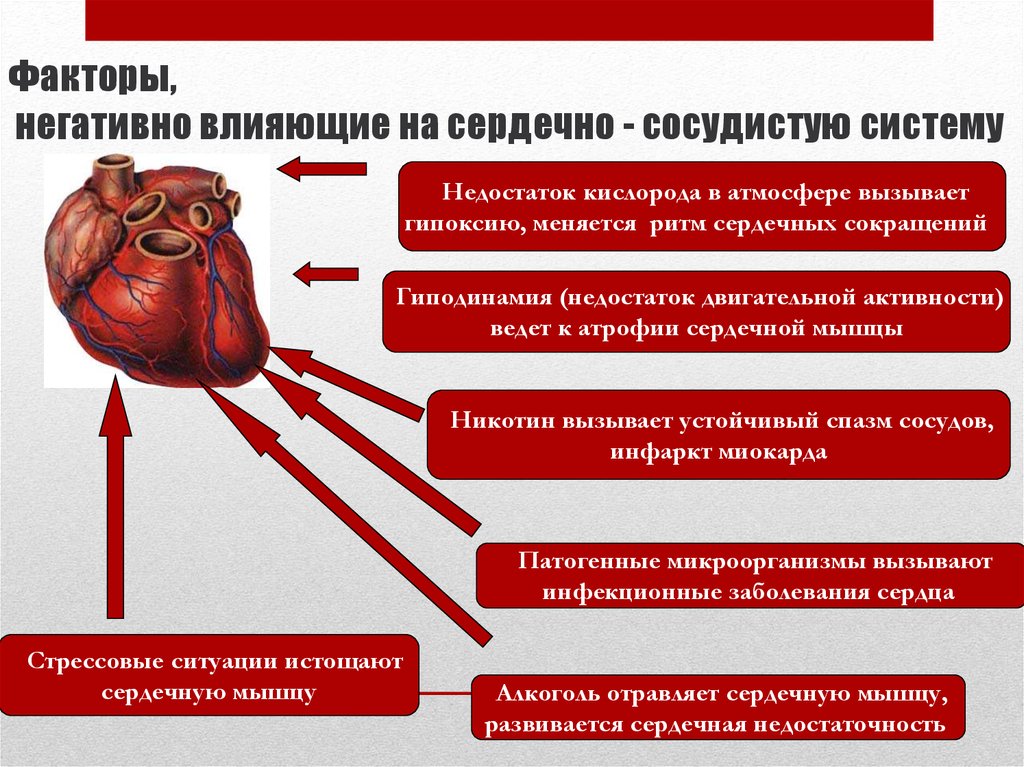 Влияет ли на сердце. Факторы негативно влияющие на сердечно-сосудистую систему. Факторы негативно влияющие на ССС. Положительные факторы влияющие на сердечно сосудистую систему. Факторы пагубно влияющие на сердечно сосудистую систему.