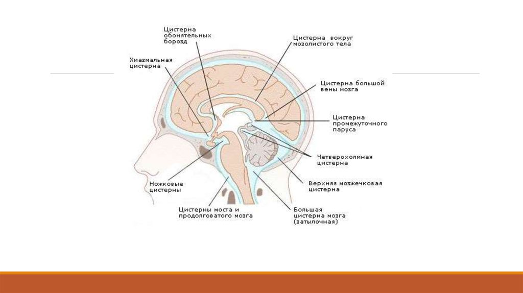 Цистерны оболочек мозга