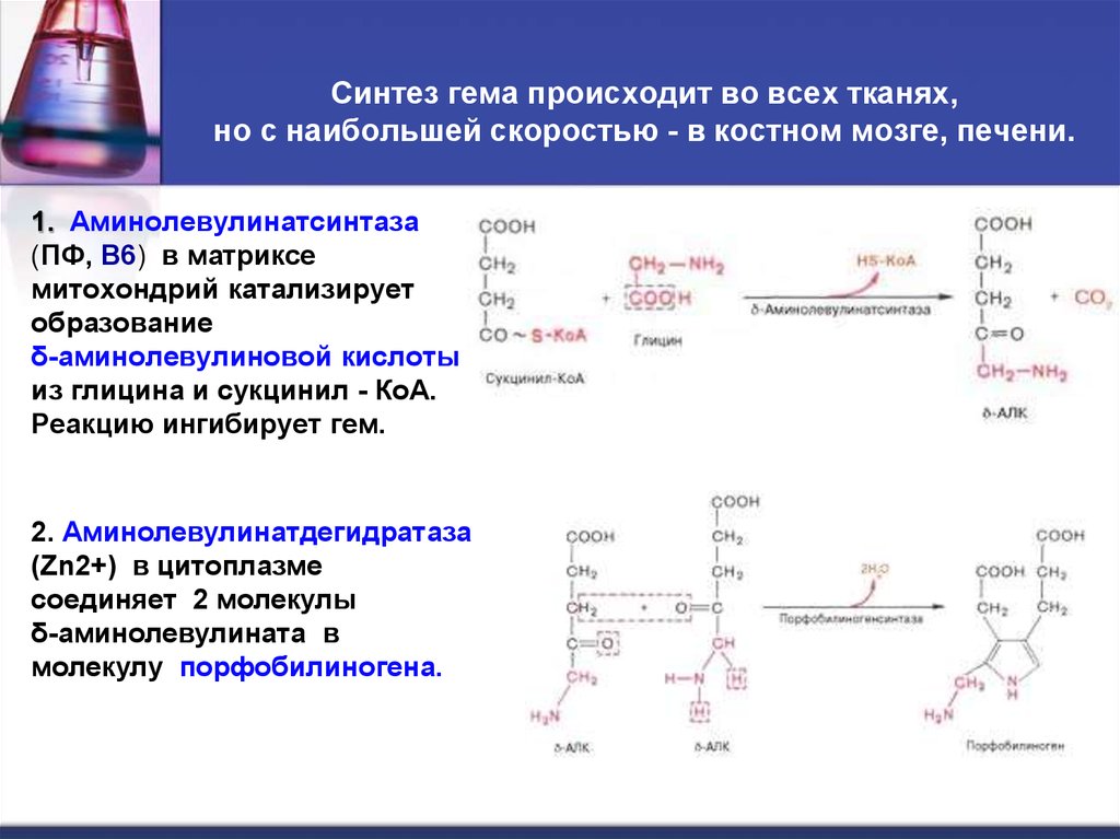 Синтез гему. Синтез гема биохимия схема. Синтез 6 аминолевулиновой кислоты. Регуляция аминолевулинатсинтазы. Синтез гемовой структуры.