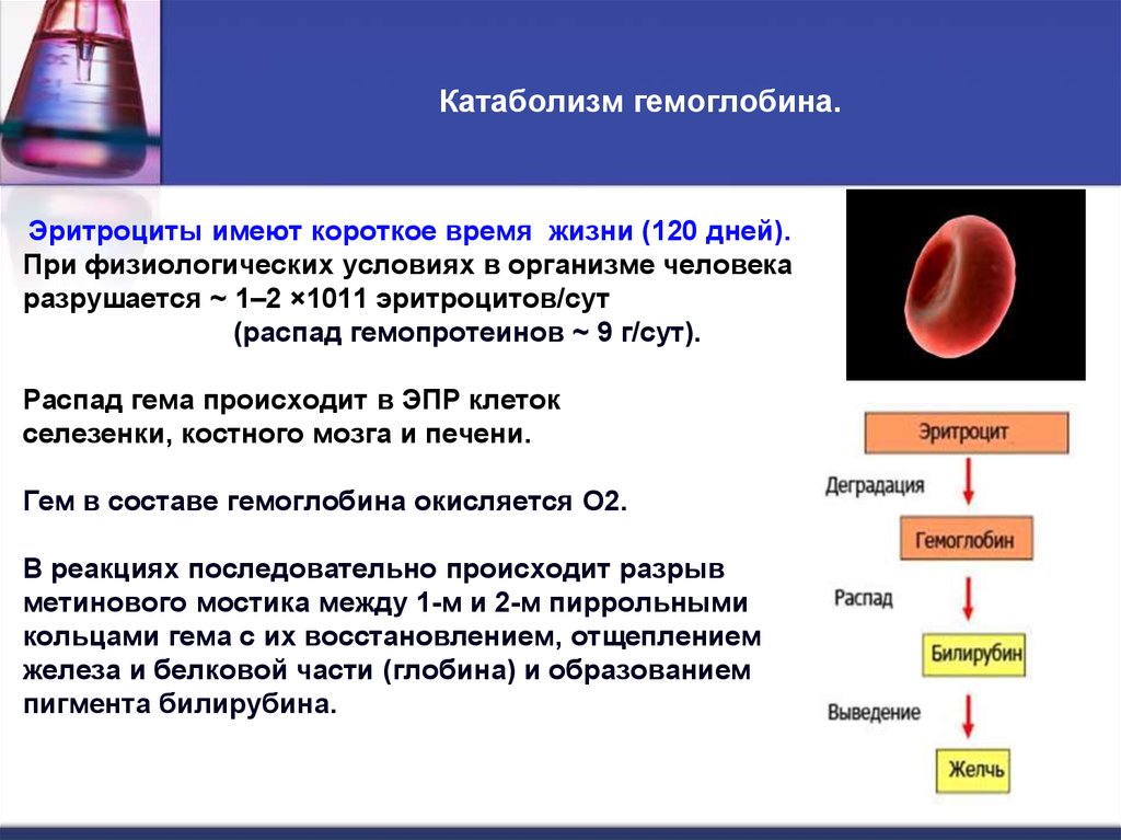 Иммунные белки крови