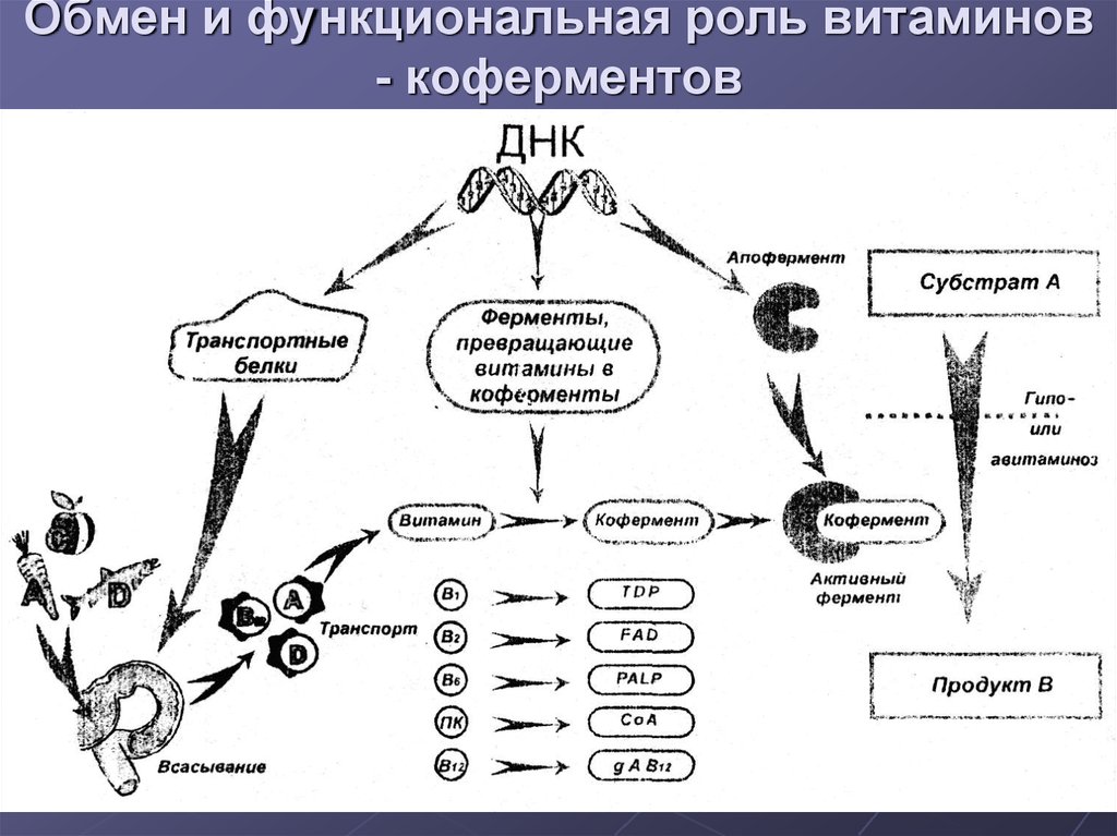 Функциональная роль. Функциональная роль витаминов. Функциональннаяклассификация витаминов. Функциональная классификация витаминов. Роль витамина рр в углеводном обмене.