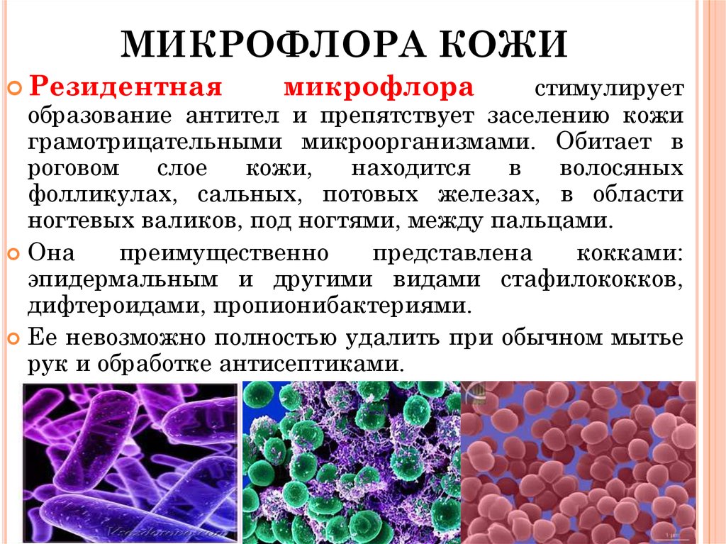 Какие бактерии в человеке. Нормальная микрофлора кожи человека микробиология. Микроорганизмы нормальной микрофлоры кожи. Транзиторная микрофлора кожи микробиология. Состав нормальной микрофлоры кожи.