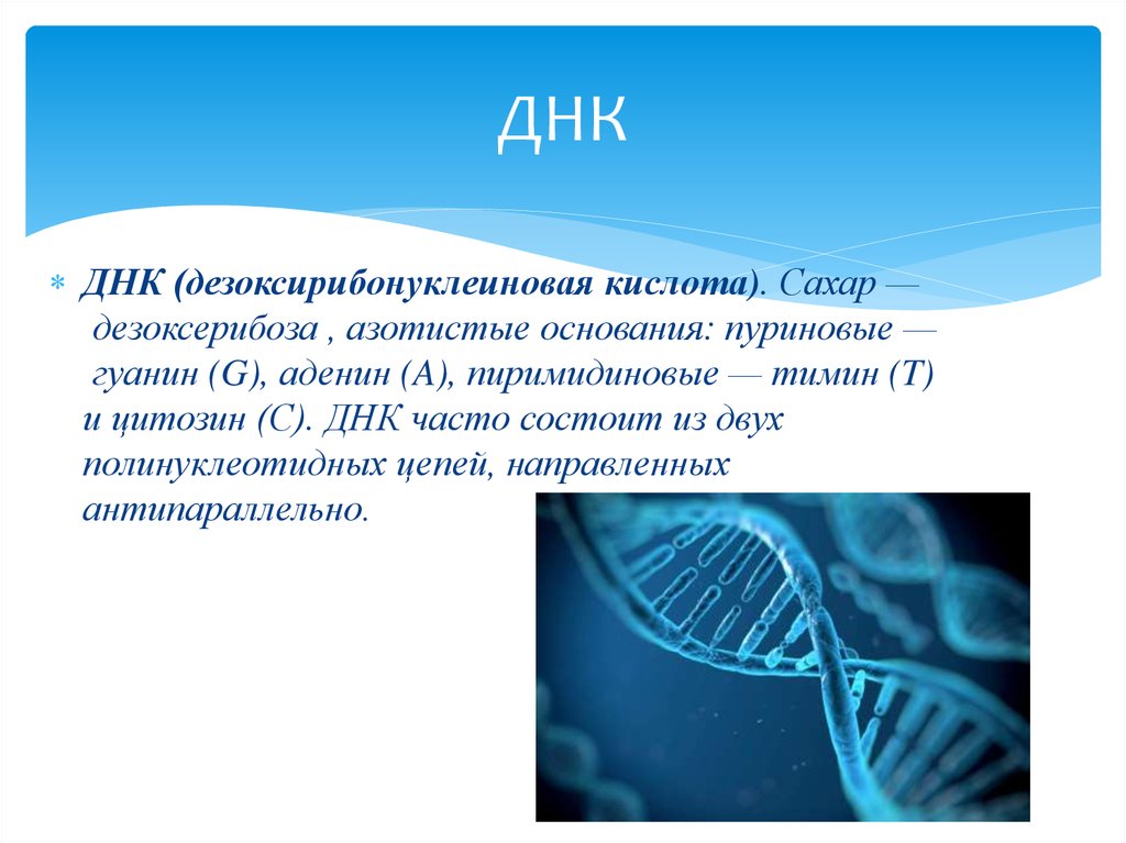 C dna. C-ДНК. ДНК часто делает.