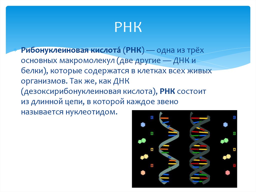 Рнк включает. ДНК И РНК расшифровка. РНК расшифровка. Как расшифровывается ДНК И РНК. Как расшифровывается РНК В биологии.