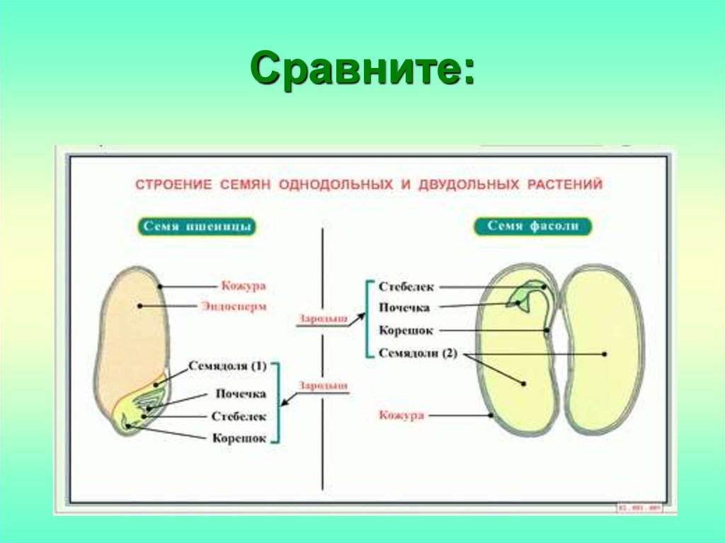 Однодольные и двудольные растения лабораторная работа. Строение семени покрытосеменных растений. Семена строение однодольных и двудольных. Строение семени двудольного растения фасоли. Строение семени однодольного растения фасоли.