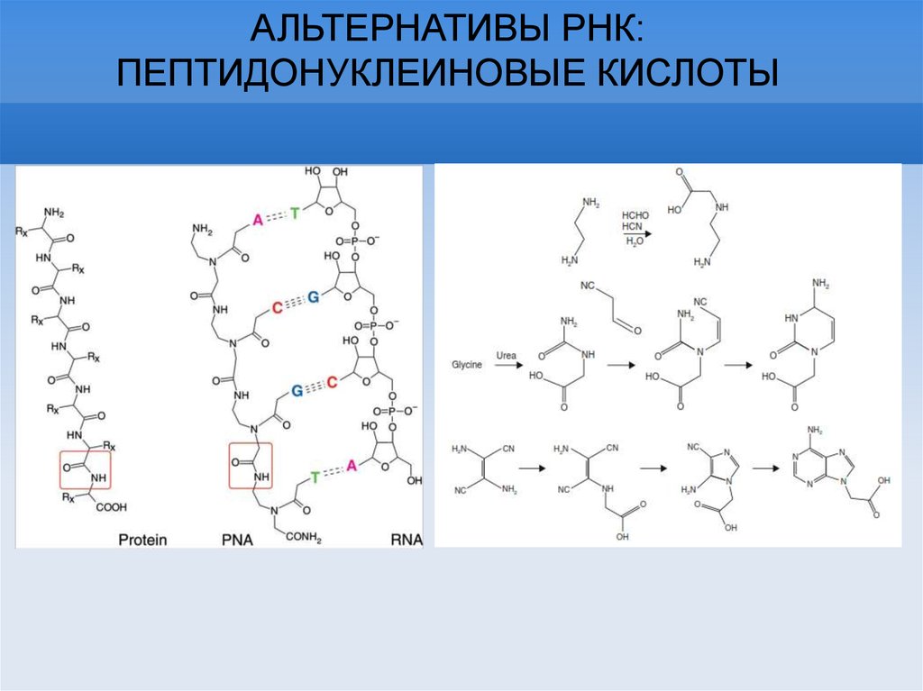 Обмен веществ РНК. Серингидроксиметилтрансфераза кофермент.