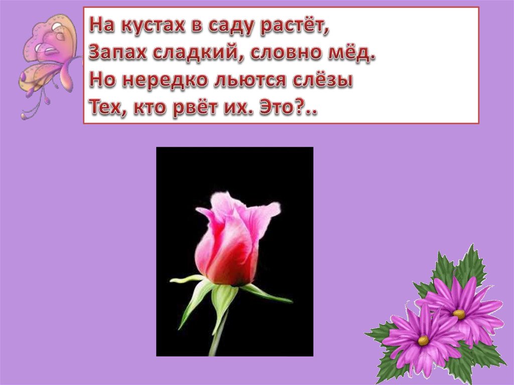 Загадка для детей ответ цветок. Стих про розу. Загадки о цветах. Стих про розу цветок для детей. Стих про розу для детей.