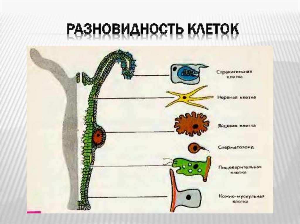 Типы клеток гидры. Типы клеток пресноводной гидры. Клеточное строение гидры пресноводной. Клетки тела гидры пресноводной. Гидра Пресноводная строение клетки.